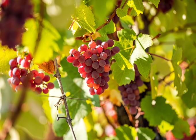 For wine