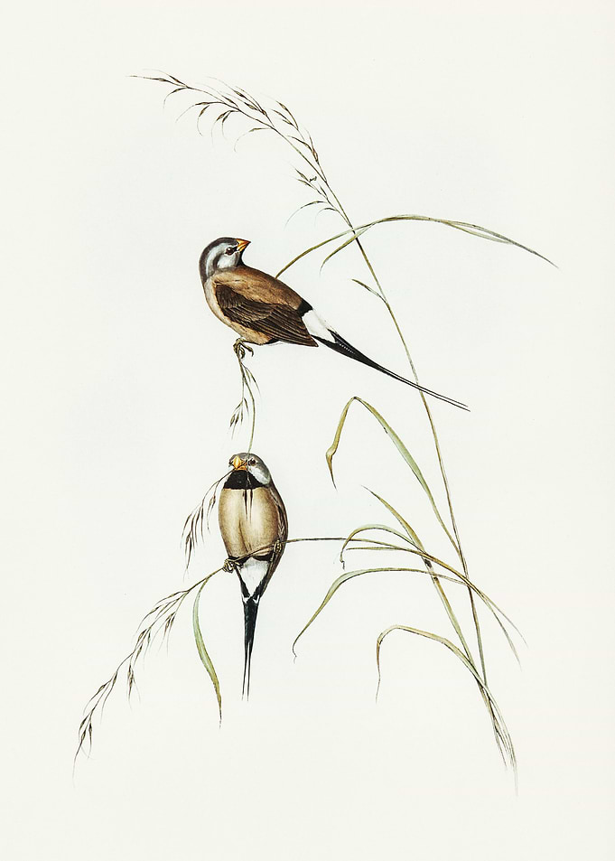 Bird