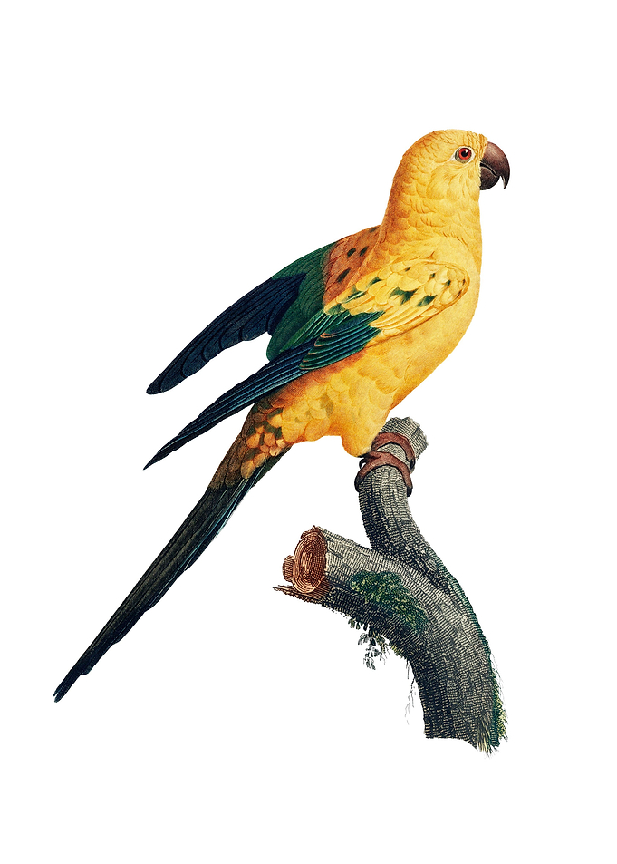 Bird