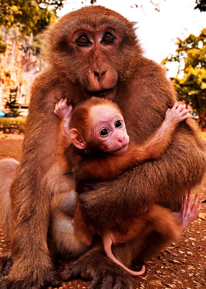 Momma monkey with a baby