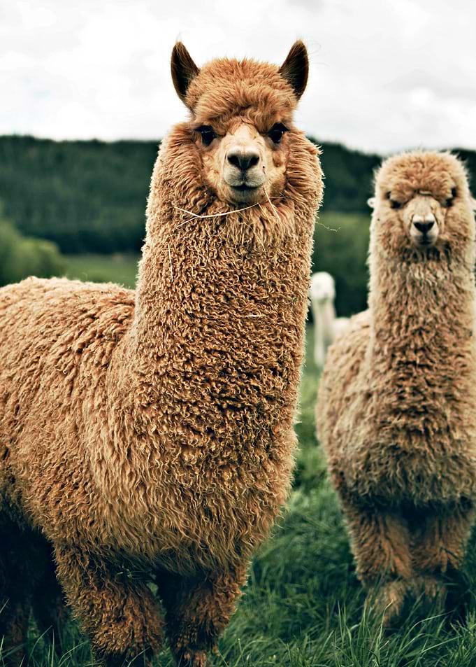 Alpacas