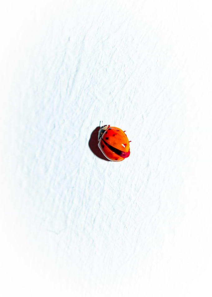 Ladybug Point On Canvas