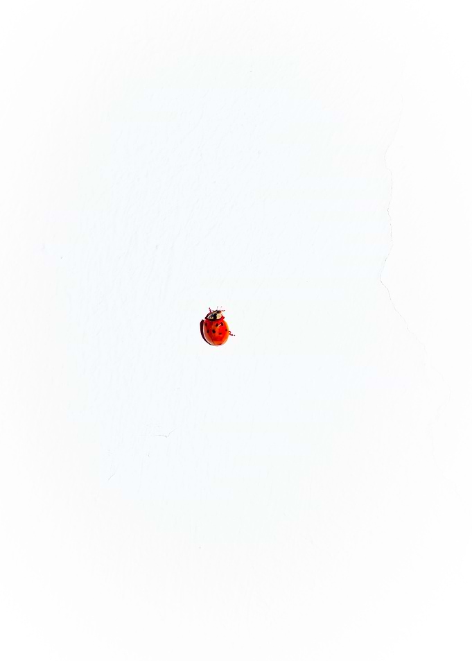 Ladybug Point On Canvas