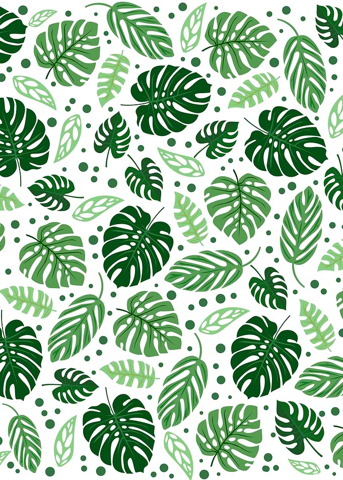 Monstera