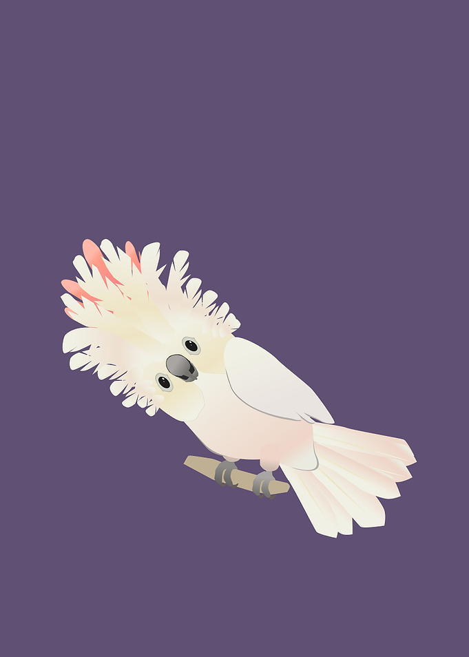 Salmoncrested cockatoo
