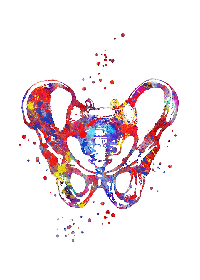 Male pelvis
