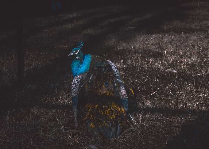 Grey Peacock