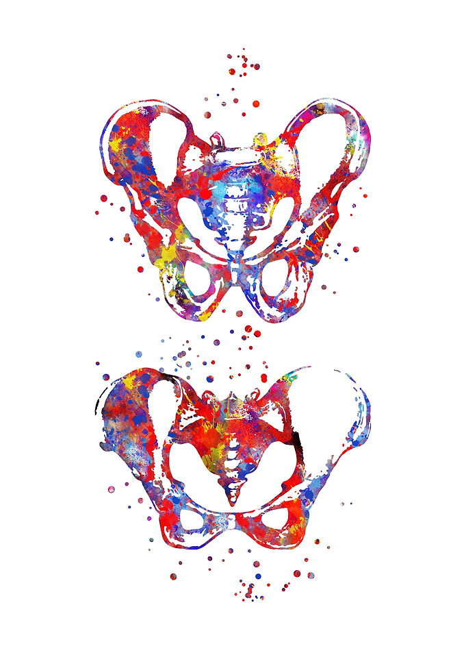 Bones of the pelvis