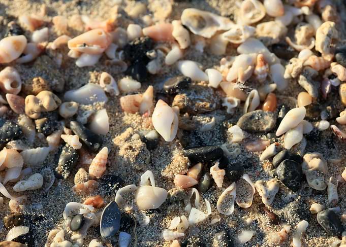 Shells close up Elafonisi