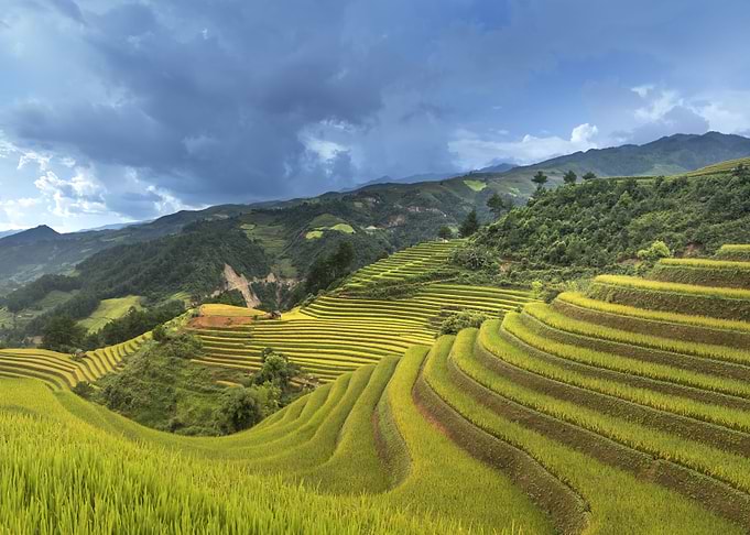 Rice Field Vietnam