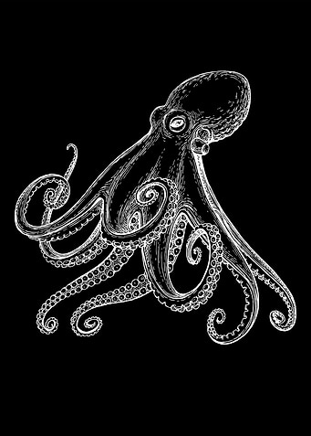 Octopus