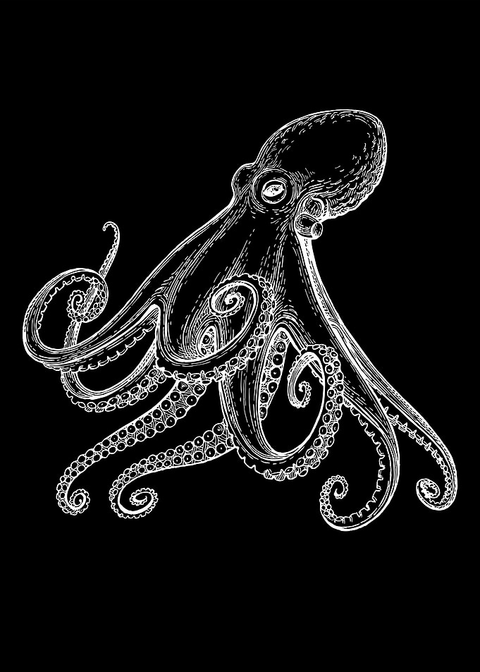 Octopus