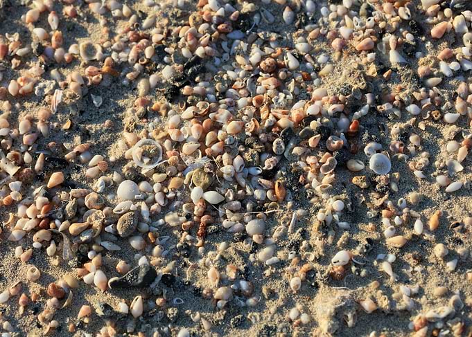 Shells close up Elafonisi