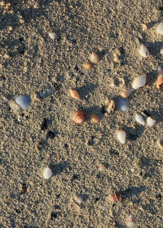 Shells close up Elafonisi