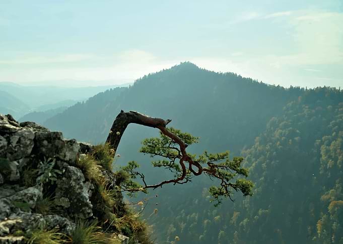 Alone pine tree