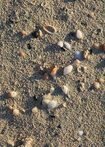 Shells close up Elafonisi