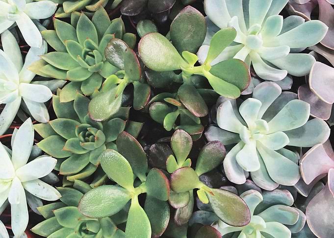 Succulent Rainbow