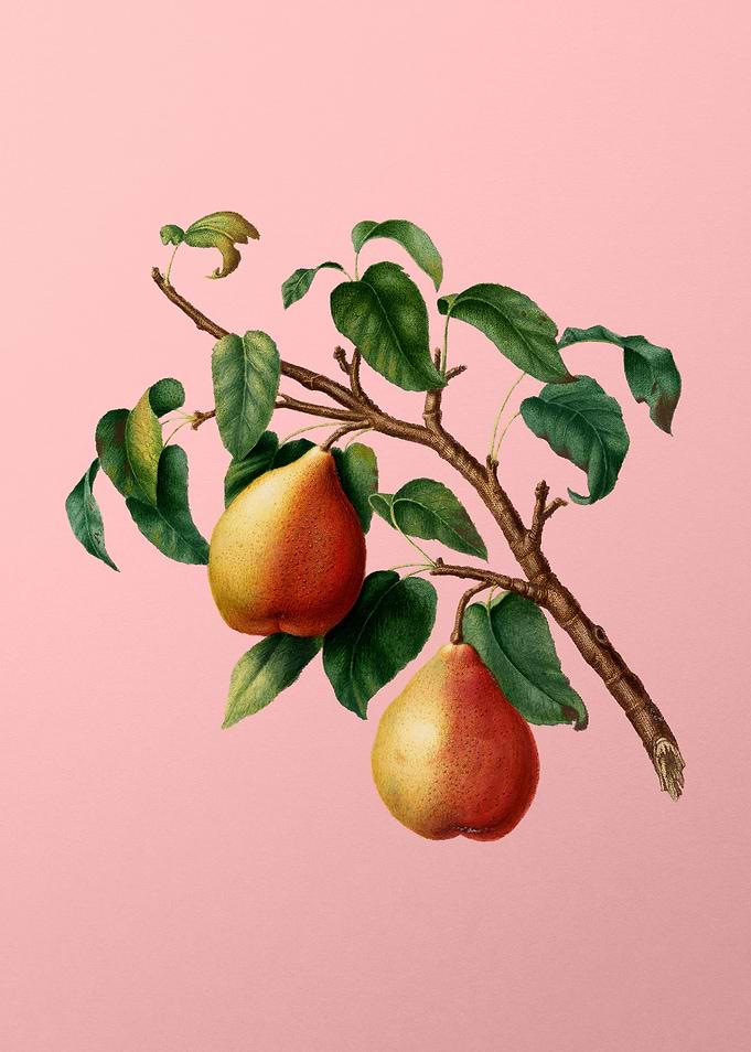 Vintage Wild European Pear