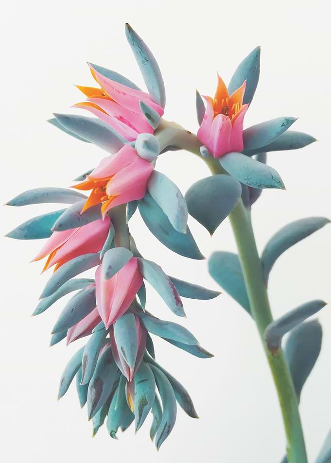 Succulent Cluster