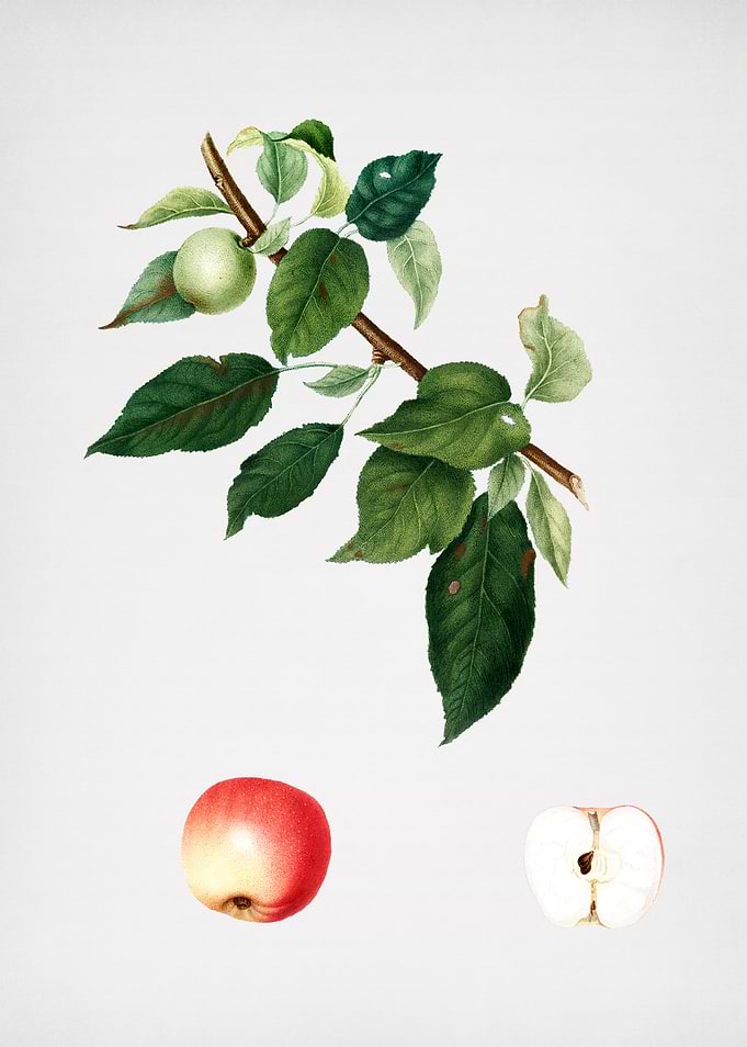 Vintage Apple Fruit Poster