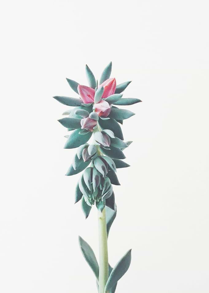Flowering Succulent