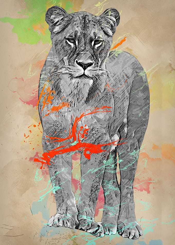 Lioness Colored and Black