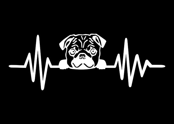 Pug