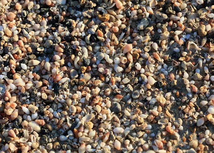 Shells close up Elafonisi