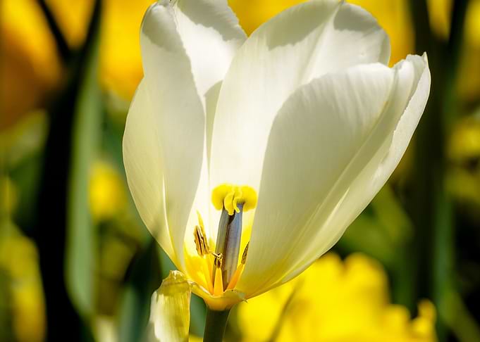 White Tulip