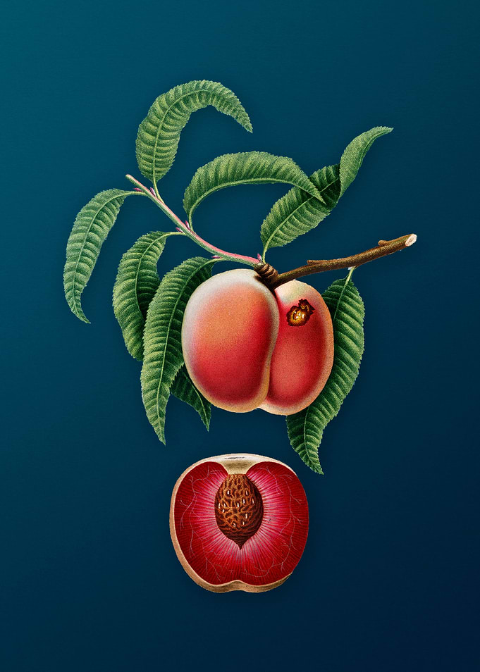 Vintage Carrot Peach Fruit