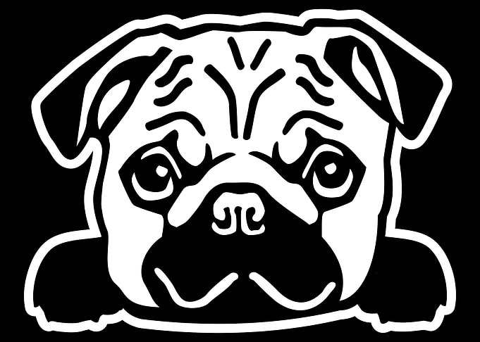 Pug