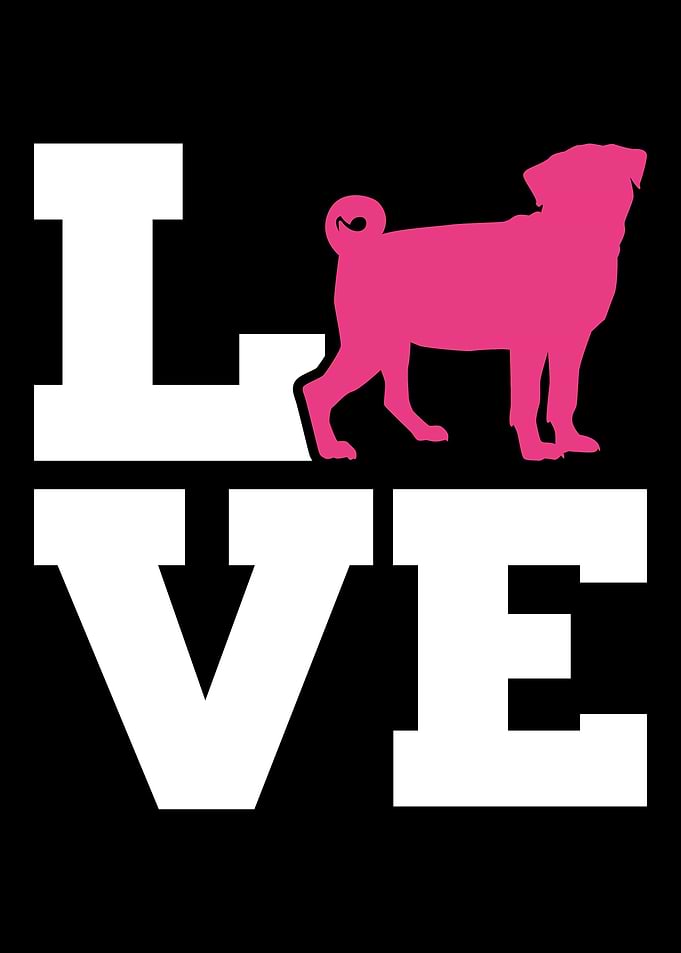Pug