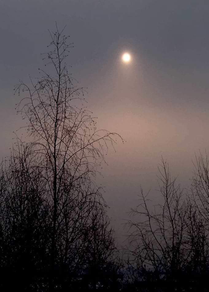 Daybreak and trees