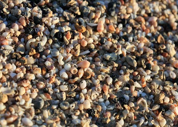 Shells beach Elafonisi