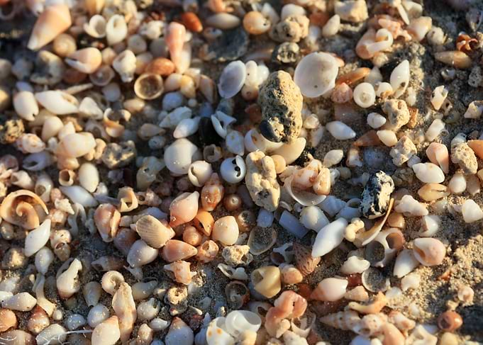 Shells beach Elafonisi
