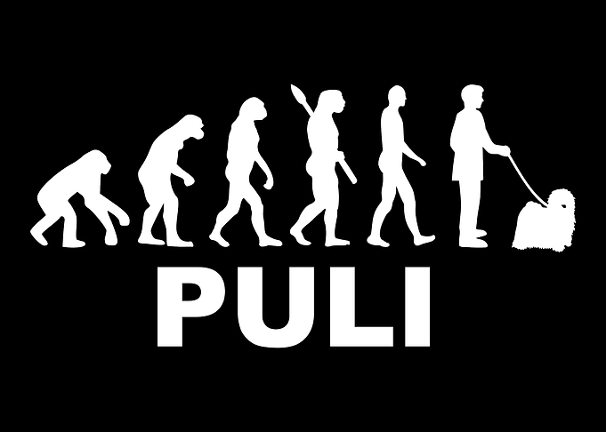 Puli
