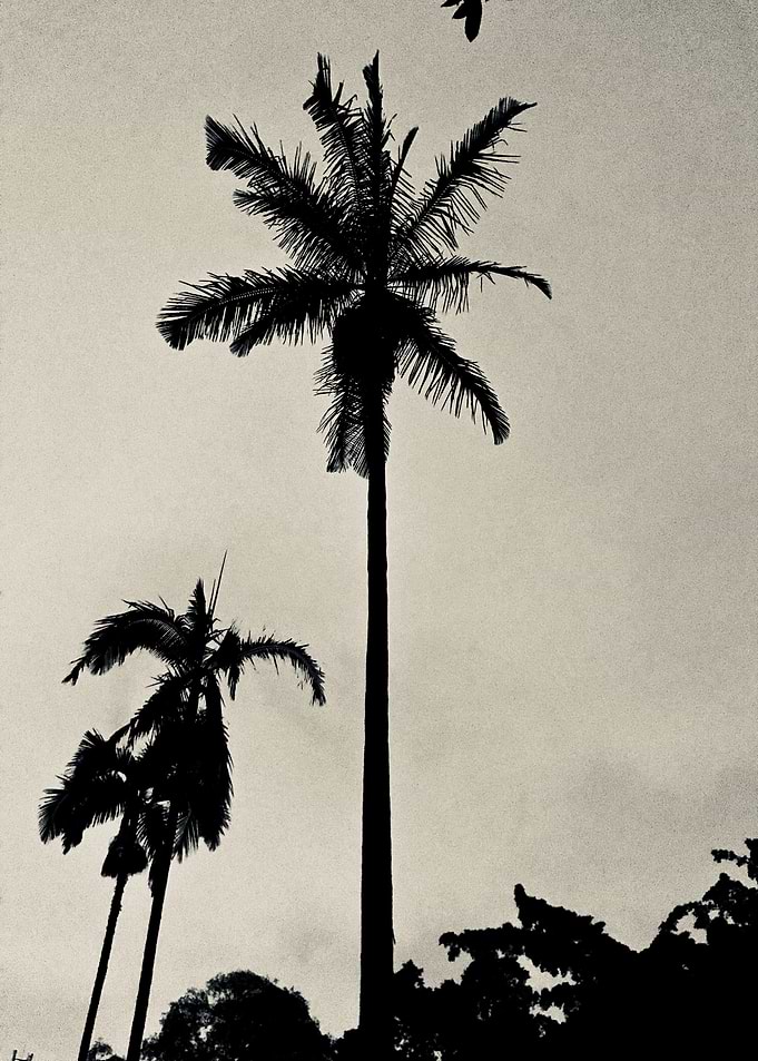 Dark Night VIII