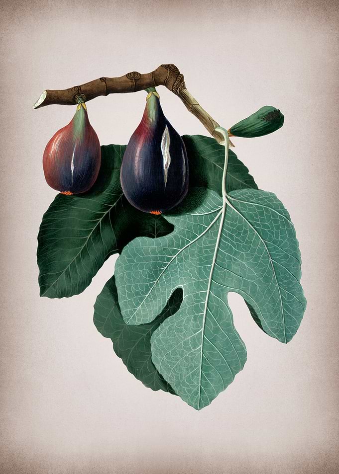 Vintage Fig Fruits Poster