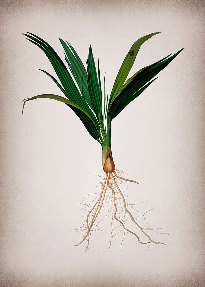 Vintage Date Palm Tree Art