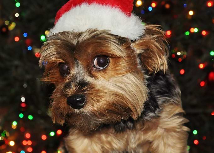 Cute Yorkshire Terrier
