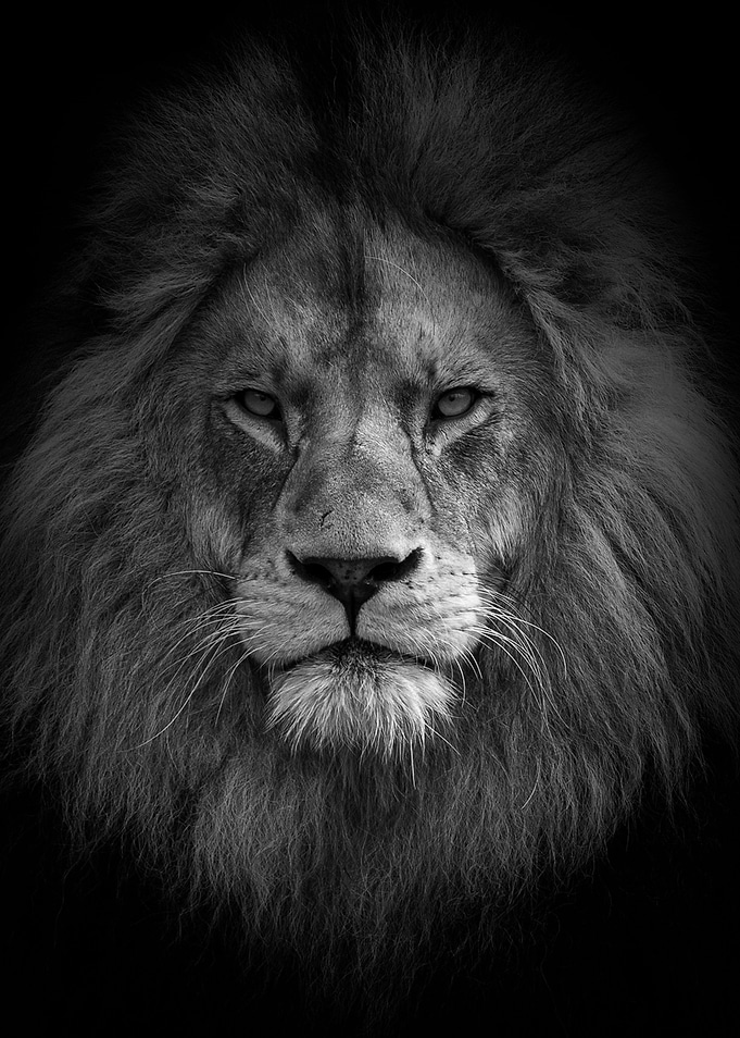 LOW KEY LION