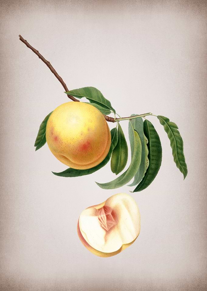 Vintage Duracina Peach Art