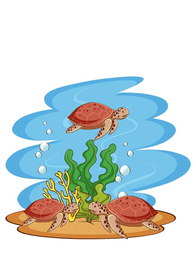 Turtle