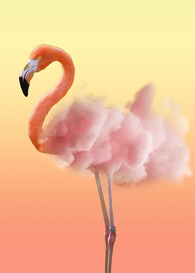 the flamingo
