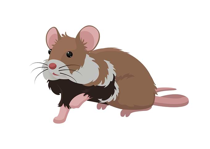 Mouse