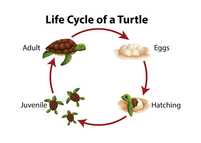 Turtle
