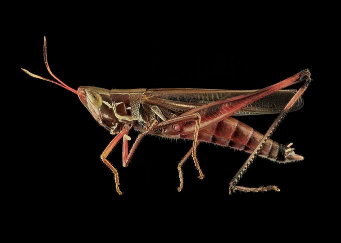 Grasshopper