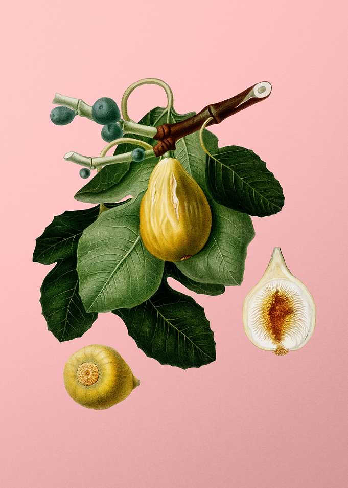 Vintage Common Fig Fruits