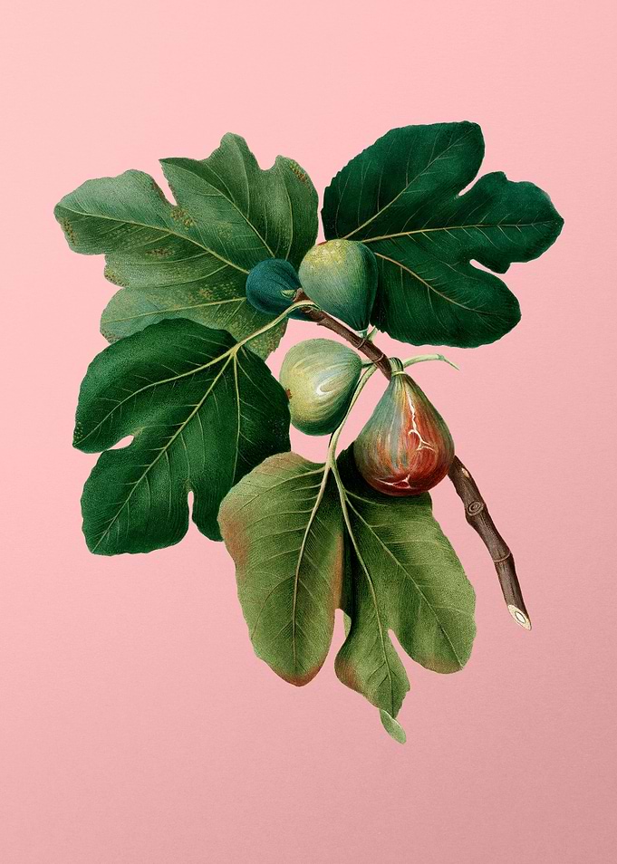 Vintage Common Fig Fruits
