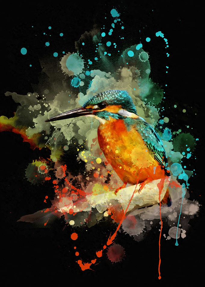 kingfisher